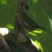 Sao Tome White-Eye - Photo (c) Muchaxo, some rights reserved (CC BY-NC-ND)