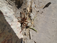 Aphonopelma chalcodes