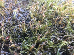 Podostemum ceratophyllum