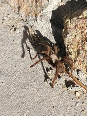 Aphonopelma chalcodes