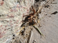 Aphonopelma chalcodes