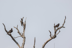 Aquila spilogaster