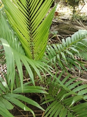 Elaeis oleifera