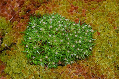 Paepalanthus pilosus