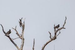 Aquila spilogaster
