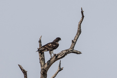 Aquila spilogaster