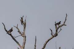 Aquila spilogaster