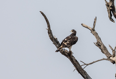 Aquila spilogaster