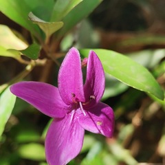 Arthrostemma ciliatum