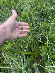 Albuca nelsonii