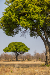 Diospyros mespiliformis