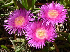 Carpobrotus