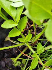 Coreopsis auriculata