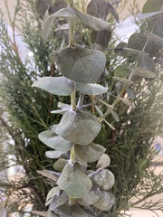 Eucalyptus cinerea