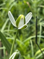 Albuca nelsonii