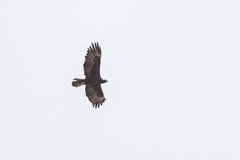 Hieraaetus wahlbergi