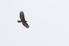 Hieraaetus wahlbergi