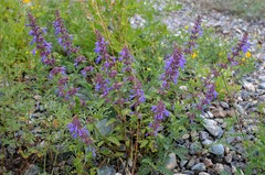 Dracocephalum nutans