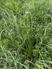 Albuca nelsonii