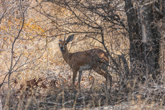 Raphicerus campestris campestris