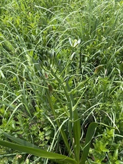 Albuca nelsonii