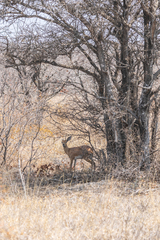 Raphicerus campestris campestris