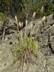 Cortaderia