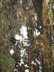 Ceratiomyxa fruticulosa