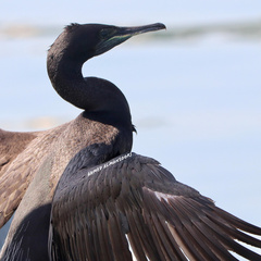 Phalacrocorax nigrogularis