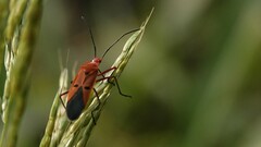 Dysdercus cingulatus