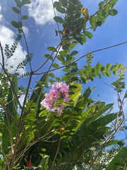 Lagerstroemia