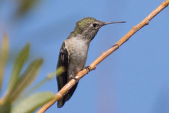 Calypte anna