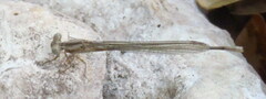 Argia fumipennis