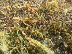 Podostemum ceratophyllum