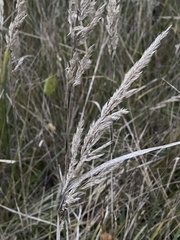 Calamagrostis epigejos