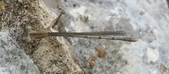 Argia fumipennis