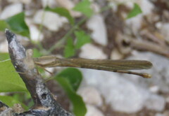 Argia fumipennis