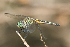 Pachydiplax longipennis