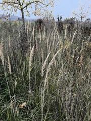 Calamagrostis epigejos