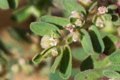 Euphorbia maculata