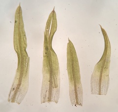 Weissia brachycarpa