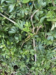 Heptapleurum arboricola