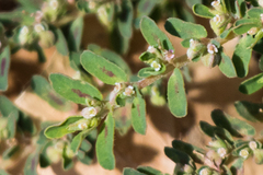 Euphorbia maculata