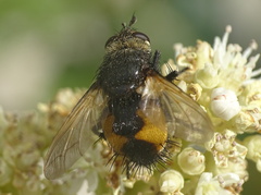 Nowickia ferox