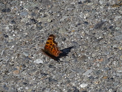 Polygonia
