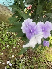Brunfelsia