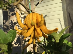 Citrus medica sarcodactylis