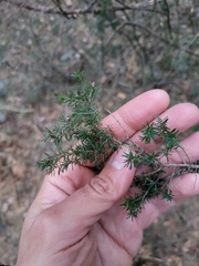 Erica australis