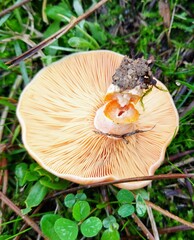Lactarius deliciosus
