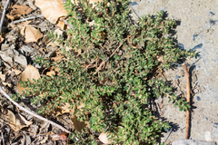 Euphorbia maculata